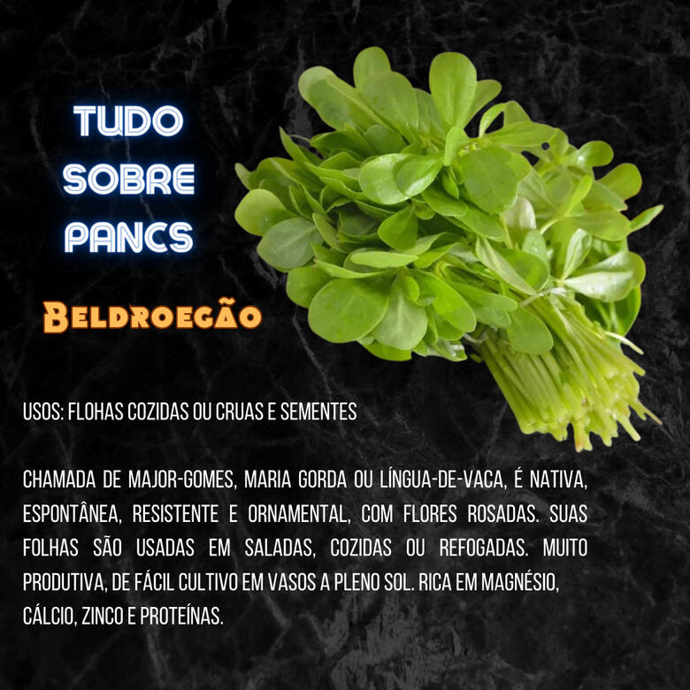 Cards Tudo sobre PANCS